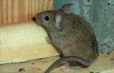 К чему снятся мыши