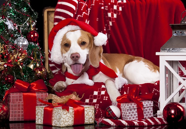 Картинки с Новым 2018 годом Собаки — самые красивые и лучшие для друзей, коллег и организаций