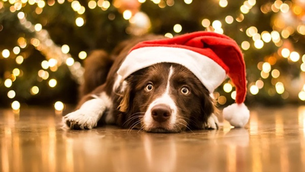 Картинки с Новым 2018 годом Собаки — самые красивые и лучшие для друзей, коллег и организаций